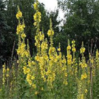 Plantes pour soigner état grippal & rhume : la bouillon blanc