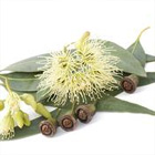 Plantes pour soigner état grippal & rhume : l'eucalyptus