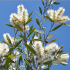 Plantes pour soigner état grippal & rhume : le niaouli