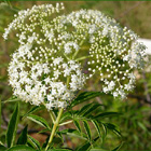 Plantes pour soigner état grippal & rhume : le Sureau